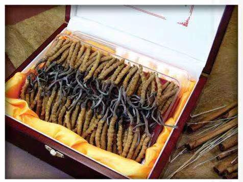 南海冬虫夏草回收